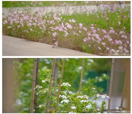 1625130954165227.jpg 11.jpg