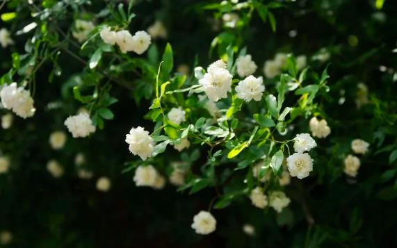 1688285477649346.jpg 360截圖20230702160740755.jpg