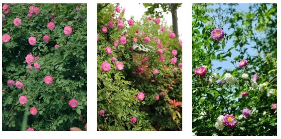 1688285669790018.jpg 360截圖20230702161416145.jpg