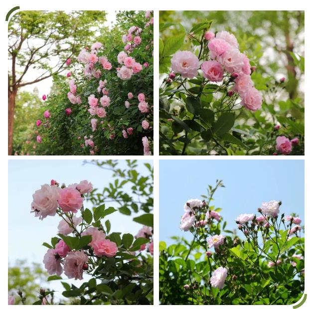 1688285716600666.jpg 360截圖20230702161503841.jpg