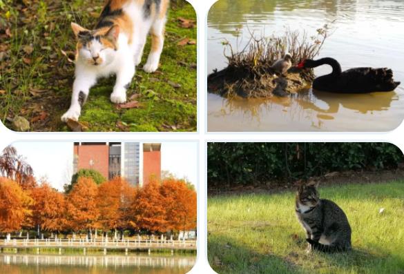 1706168055573121.jpg 【定格瞬間】愛上南京交院冬日“暖”11.jpg