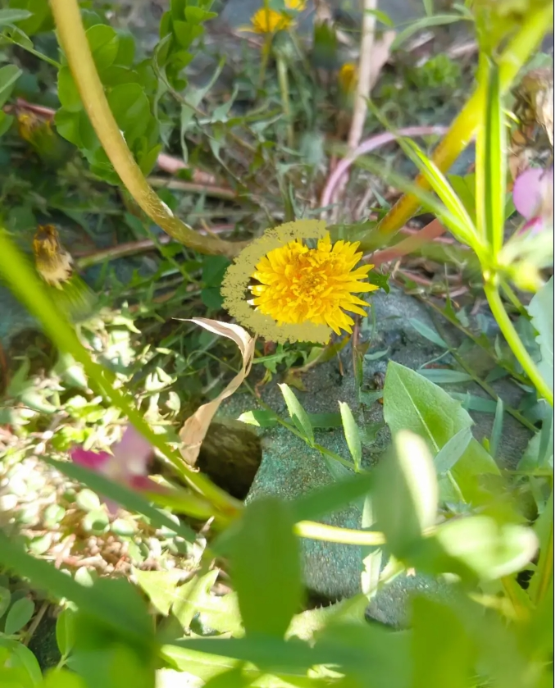 1747796635490084.png 蘇衛(wèi)版夏日限定元素周期表get2_副本.png