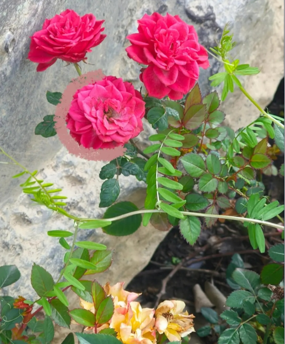 1747796640496448.png 蘇衛(wèi)版夏日限定元素周期表get3_副本.png