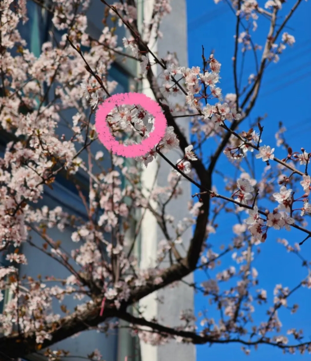 1747796742976971.png 蘇衛(wèi)版夏日限定元素周期表get5.png