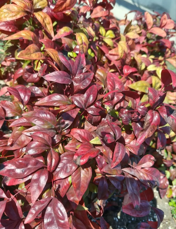 1747796854315936.png 蘇衛(wèi)版夏日限定元素周期表get9.png