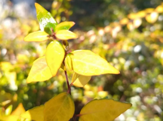 1747796888498842.png 蘇衛(wèi)版夏日限定元素周期表get11.png