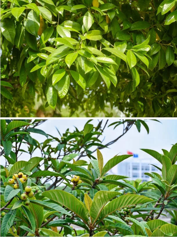 常州工程職業(yè)技術學院光影校園！ 邂逅“夏”一站美好5.png