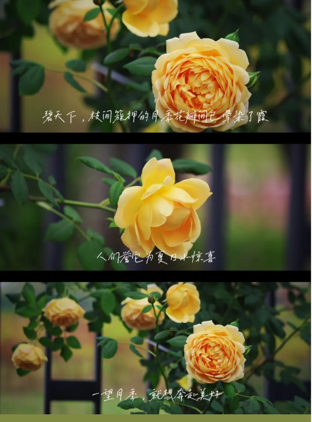 1751780922298395.png 南機(jī)電的空鏡頭詩2.png