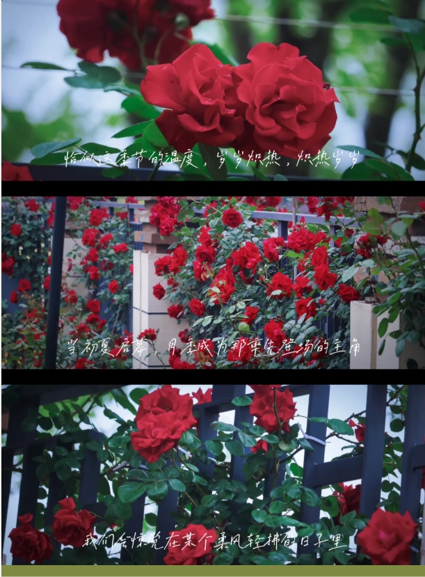 1751780926767602.png 南機(jī)電的空鏡頭詩3.png