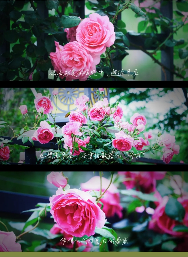 1751780930343858.png 南機(jī)電的空鏡頭詩4.png