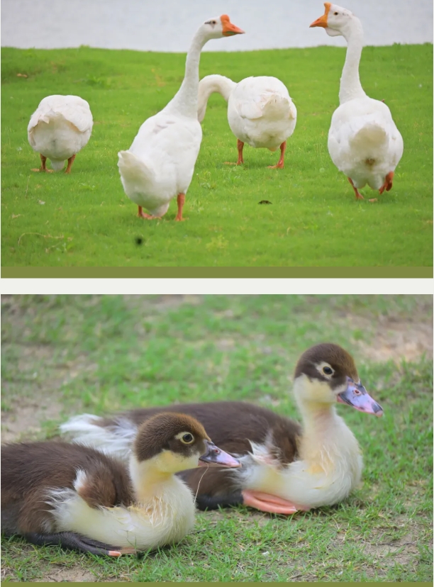 1751781135723697.png 南機(jī)電的空鏡頭詩9.png