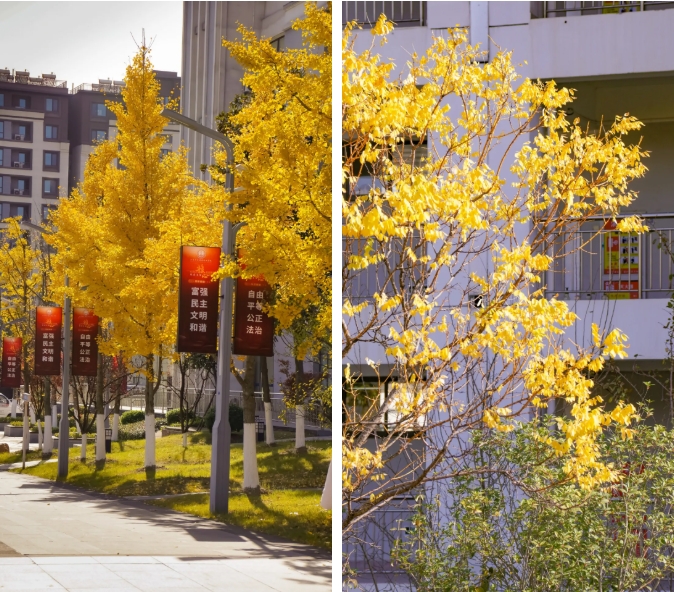 江蘇衛(wèi)生健康職業(yè)學院 一年好景君須記，最是橙黃橘綠時6.png