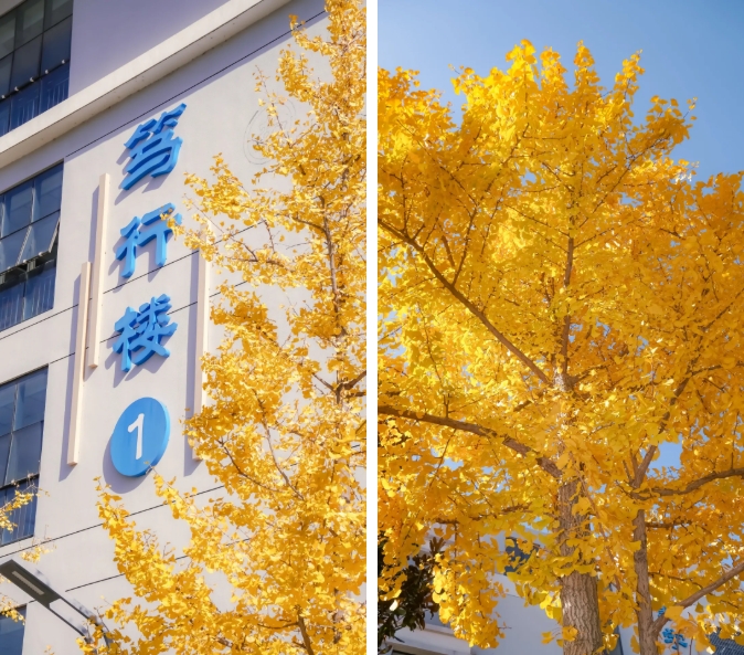 江蘇衛(wèi)生健康職業(yè)學院 一年好景君須記，最是橙黃橘綠時7.png