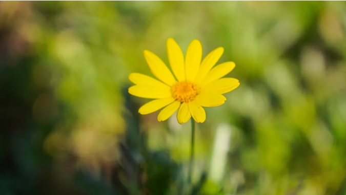 江蘇衛(wèi)生健康職業(yè)學院 一年好景君須記，最是橙黃橘綠時9.png