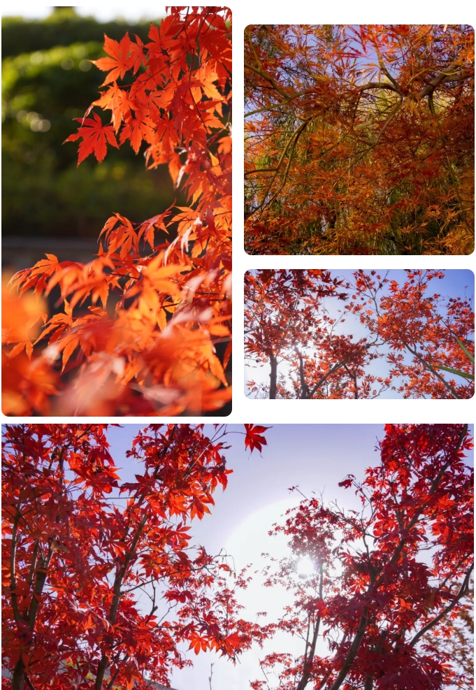 江蘇衛(wèi)生健康職業(yè)學院 一年好景君須記，最是橙黃橘綠時12.png