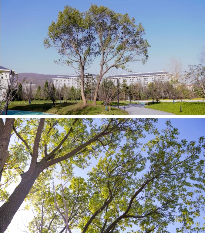 江蘇衛(wèi)生健康職業(yè)學院 一年好景君須記，最是橙黃橘綠時21.png