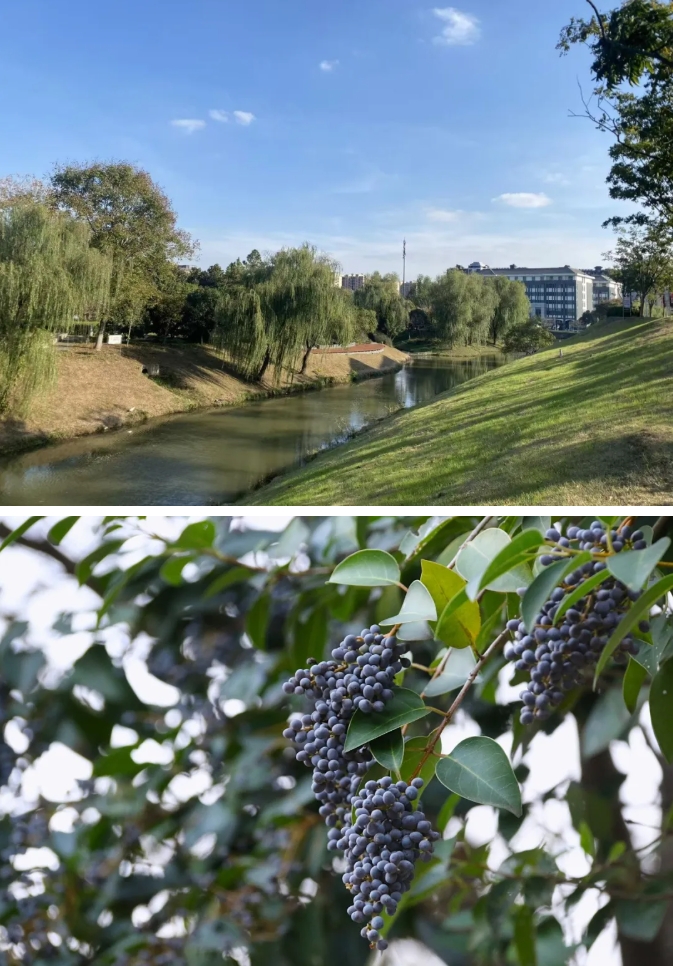 江蘇衛(wèi)生健康職業(yè)學院 一年好景君須記，最是橙黃橘綠時23.png