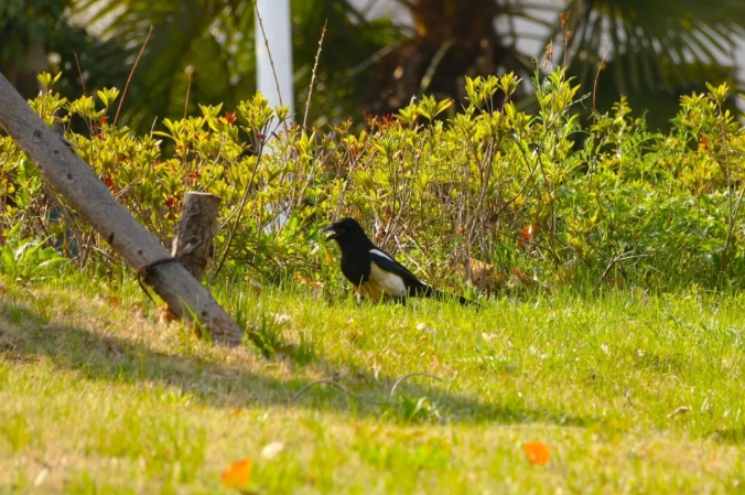 江蘇衛(wèi)生健康職業(yè)學院 一年好景君須記，最是橙黃橘綠時212.png