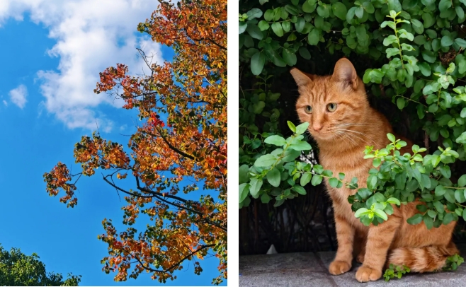 江蘇衛(wèi)生健康職業(yè)學院 一年好景君須記，最是橙黃橘綠時213.png