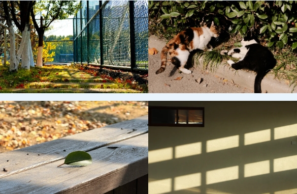 1767779827142706.png 光影交院 一場關(guān)于校園一角的靜謐凝視.png