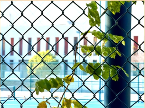 1767779903665270.png 光影交院 一場關(guān)于校園一角的靜謐凝視5.png