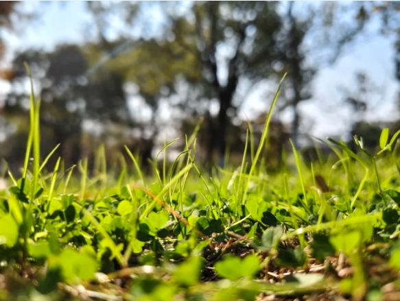 1767779952599676.png 光影交院 一場關(guān)于校園一角的靜謐凝視11.png