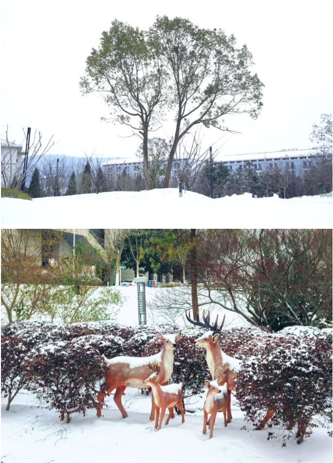 瓊花綴白衣 江蘇衛(wèi)生健康職業(yè)學(xué)院的浪漫雪日記憶14.png